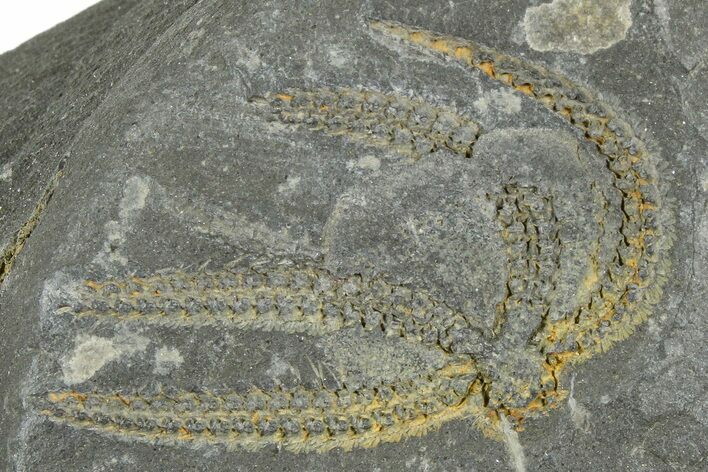 Ordovician Brittle Star (Ophiura) - Morocco #365276